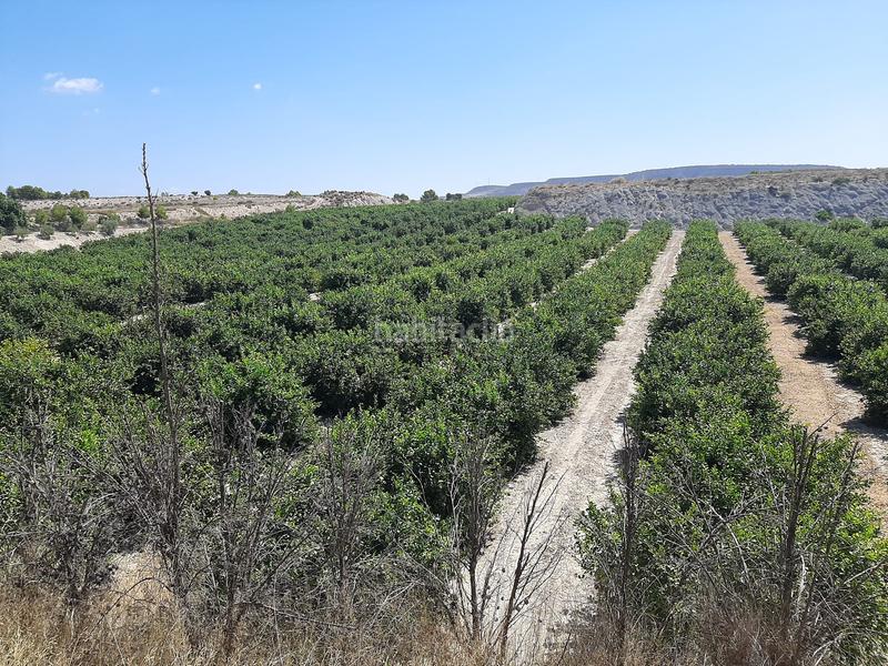 Foto 49511dfa-f405-4415-9e04-6fc9fba088c4. Fondo rustico in Ciudad de Asís Alicante