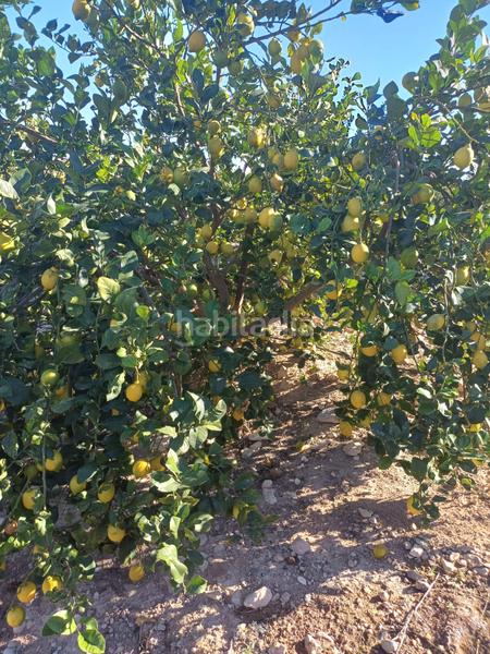 Foto 66fad945-0787-49bd-b95d-0e9d6414e96d. Fondo rustico in Ciudad de Asís Alicante