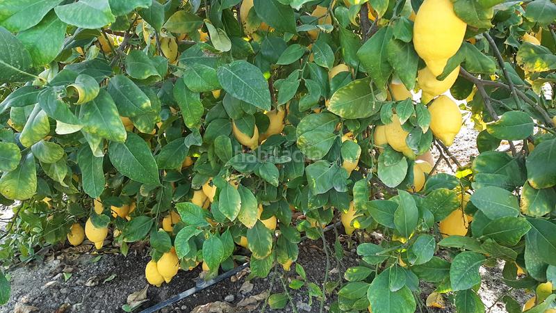 Foto be025d7a-4eab-43f3-88c0-7ba4b736cdf4. Fondo rustico in Ciudad de Asís Alicante