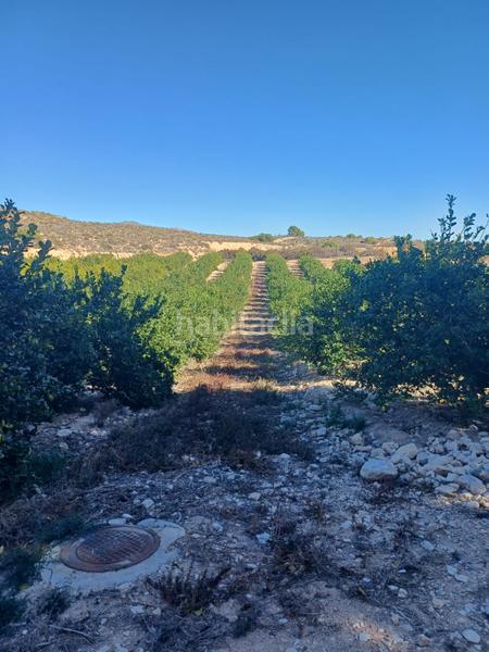 Foto ccc02620-16f9-4904-8473-14b603b43e4b. Fondo rustico in Ciudad de Asís Alicante