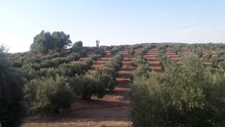 Fondo rustico in Polígono santa engracia 45a. Finca 338 hectareas toda regadio en badajoz