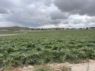 Rural plot in Alberca. Finca 135 hectareas toda legalizada de riego