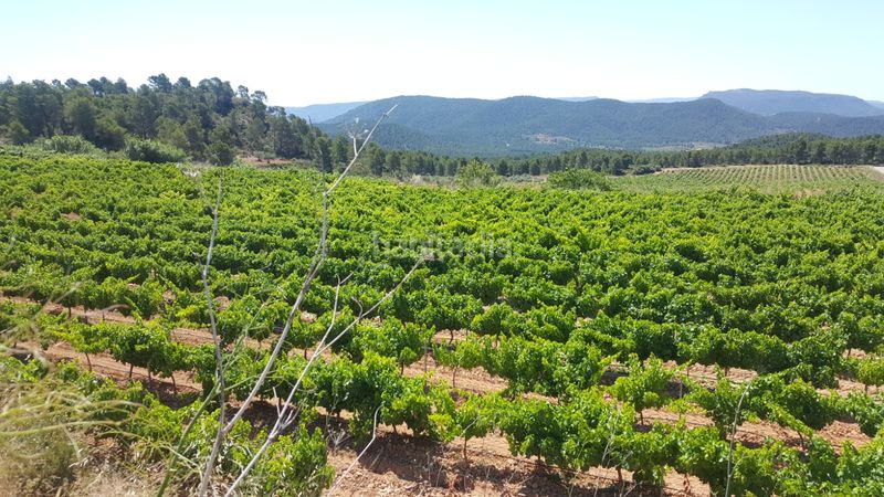 Foto d21520d9-9896-4904-b0b5-2bf841ccfe1f. Finca rústica a San Miguel Murcia