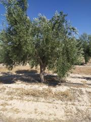 Rural plot in Cv-915 70