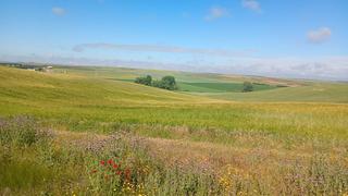 Fondo rustico in El Berrocal