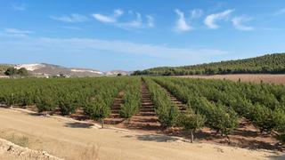 Rural plot in Calle de la rambla 11