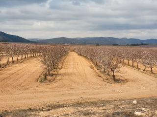 Finca rústica a Avenida constitución 184