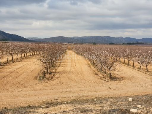 Foto 734f6f9f-5244-4128-9371-39c0ef1c8cd6. Finca rústica a avenida constitución 184 a El Rabal Villena