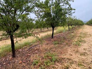 Rural plot in Yecla