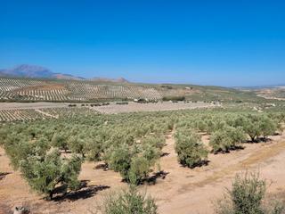 Landgut in Calle úbeda 7