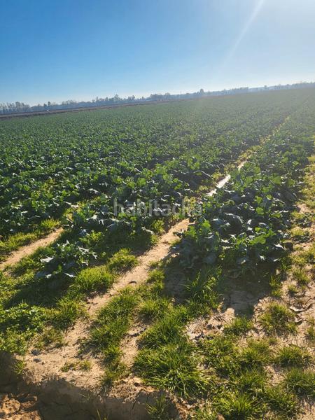 Foto b78684ea-bac4-499e-b8a3-9b2da97b7394. Landgut in cm-412 341 in Almansa