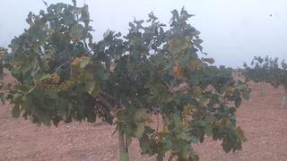 Finca rústica a Quintanar de la Orden. Finca de 37 hectareas pistachos de regadio