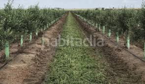 Foto 05d8c4e6-1b90-4944-8ee0-7f71bd6f28d6. Finca rústica a n/a a Alcolea Córdoba