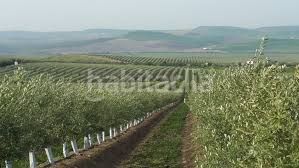 Foto 2ce6f36d-dd9d-484e-917a-3dc9a1e7b710. Finca rústica a n/a a Alcolea Córdoba