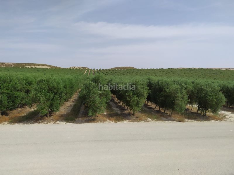 Foto 71bbb2ec-4884-4d00-9d2b-9001217f07fb. Finca rústica a n/a a Alcolea Córdoba