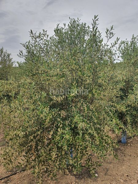 Foto 85497db9-05a2-43b2-8a77-6e5b616001dc. Finca rústica a n/a a Alcolea Córdoba