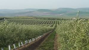 Finca rústica en N/a