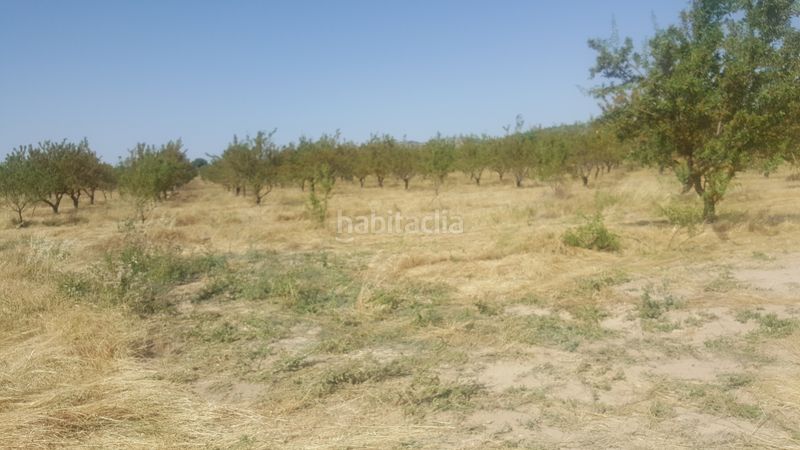 Foto 00535934-fdeb-4ae3-8436-bf287f99d954. Finca rústica a Chinchilla de Monte - Aragón