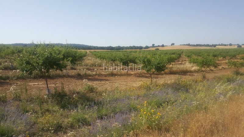 Foto 07682004-22e1-493c-ac82-6a723f681f31. Finca rústica a Chinchilla de Monte - Aragón