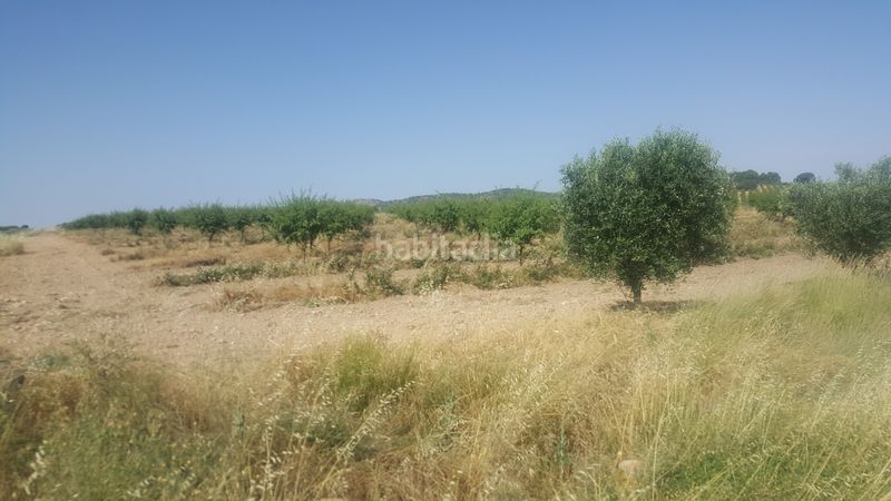 Foto 07ca236e-7164-403b-a3fa-20ea56962554. Finca rústica a Chinchilla de Monte - Aragón