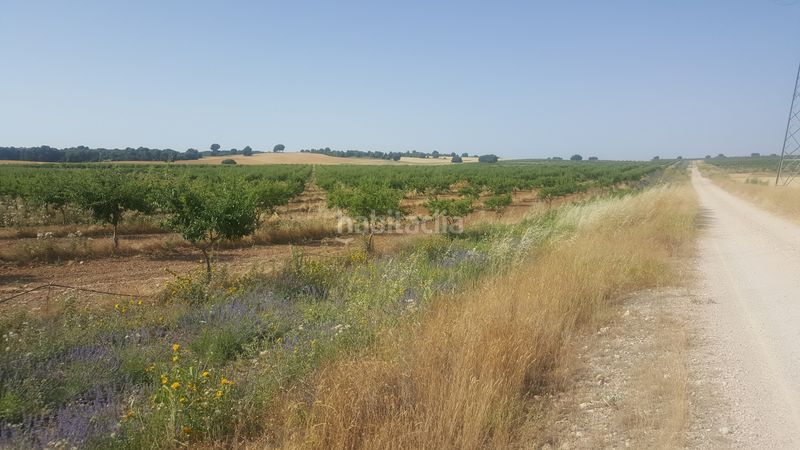 Foto 1f38a355-b985-428d-8e1a-581e55ebd07a. Finca rústica a Chinchilla de Monte - Aragón