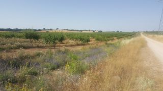Finca rústica a Chinchilla de Monte - Aragón. Finca 557 hectareas en ecologico almendros:   vendida