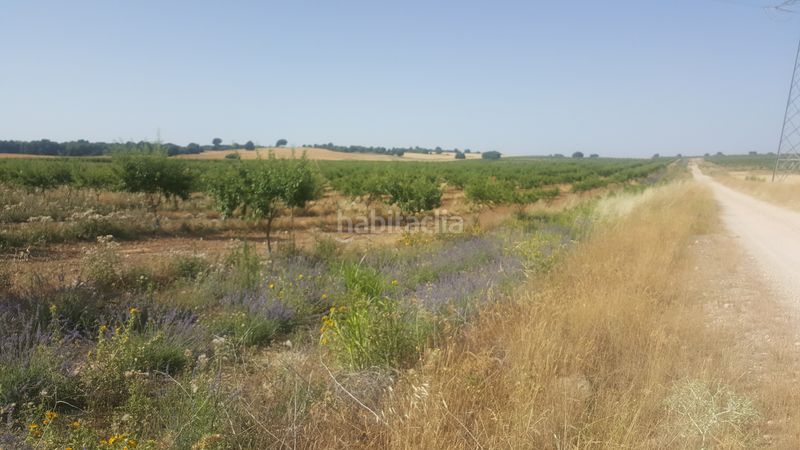 Foto 2fc2d616-d367-411d-b168-ded92b7ed66f. Finca rústica a Chinchilla de Monte - Aragón