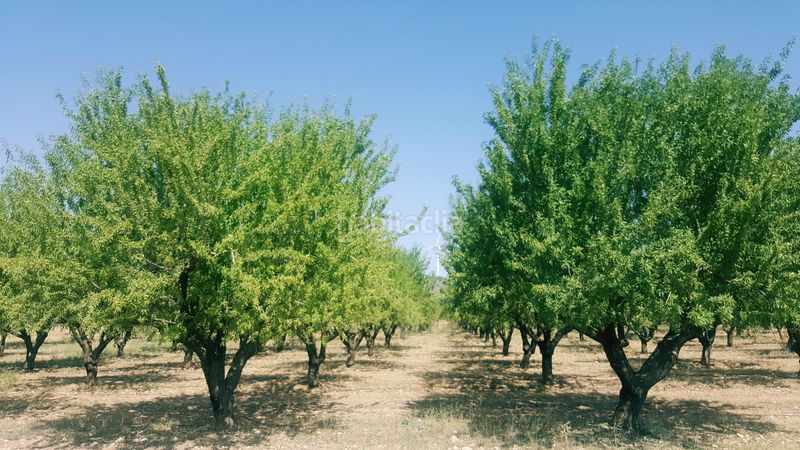 Foto 3d8fc31a-6b5b-4dae-847a-5715d1967286. Finca rústica a Chinchilla de Monte - Aragón