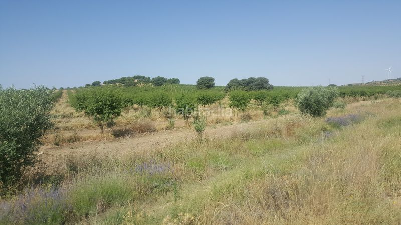 Foto 5bbd7372-5e29-40f9-b9b2-7eeada7d88d7. Finca rústica a Chinchilla de Monte - Aragón