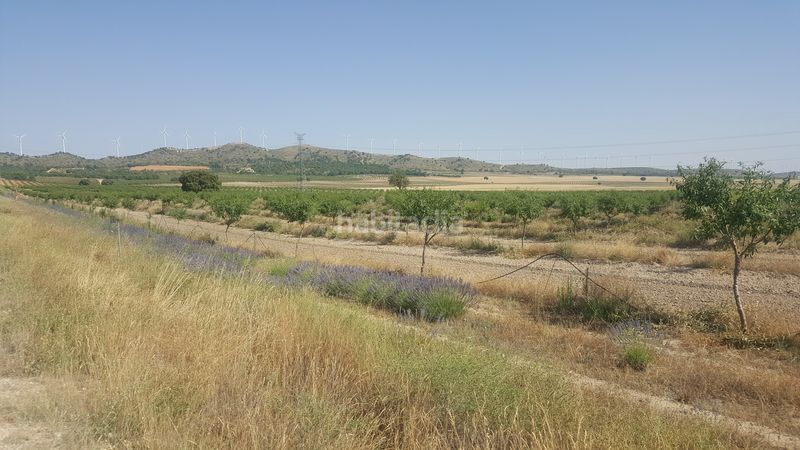 Foto 63ef61e4-c892-440f-9598-202b1621fba0. Finca rústica a Chinchilla de Monte - Aragón