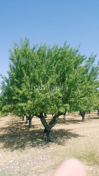 Foto 93ed2d4b-20e7-4e19-b8a2-5a3b82197dab. Finca rústica a Chinchilla de Monte - Aragón