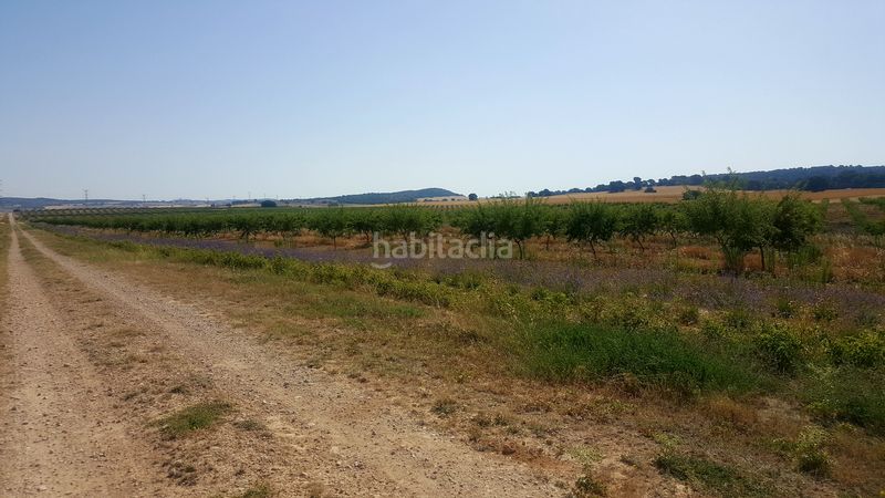Foto b0fdd337-cf39-47f6-926e-f2f424302db0. Finca rústica a Chinchilla de Monte - Aragón