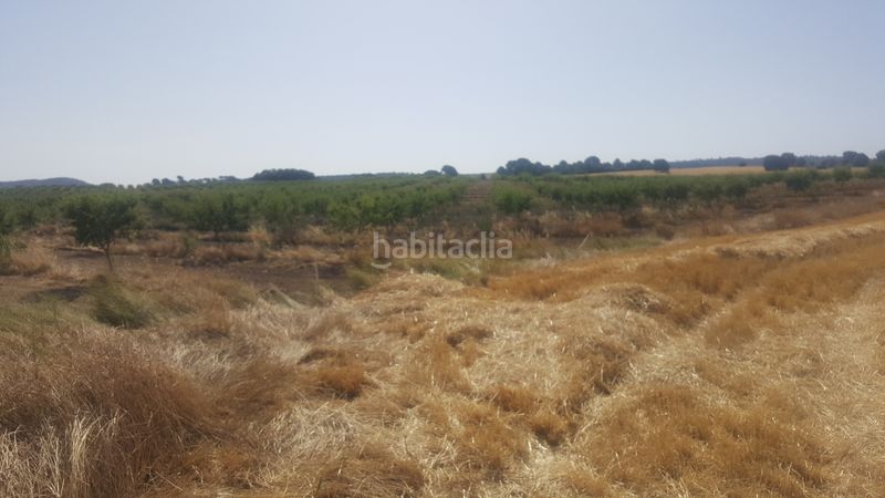 Foto d9aac706-a450-4eab-9b58-463b440b30b8. Finca rústica a Chinchilla de Monte - Aragón