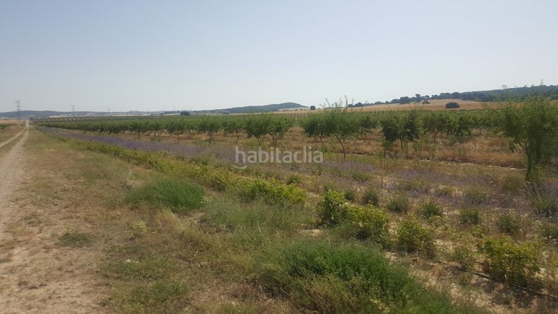 Foto e7947181-b895-4e64-b2e9-b8e10b67bdca. Finca rústica a Chinchilla de Monte - Aragón