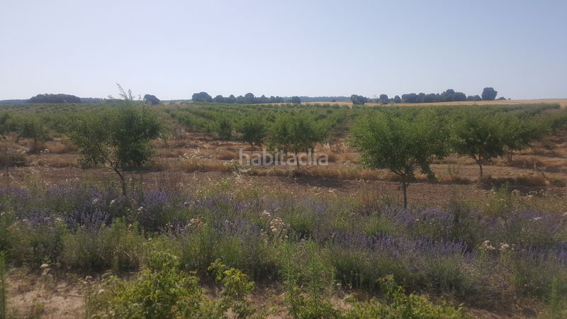 Foto ef4e5a34-8fc6-4a43-b880-6e0cbbba1402. Finca rústica a Chinchilla de Monte - Aragón