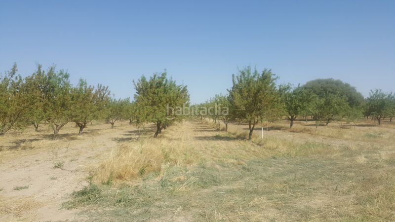 Foto f1ebe6b7-c6b2-4fd4-9ed0-e6bcad6764cc. Finca rústica a Chinchilla de Monte - Aragón