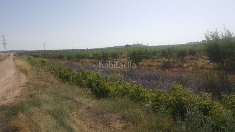 Foto f7e92d70-5eba-420d-b235-08e14e55f6ba. Finca rústica a Chinchilla de Monte - Aragón