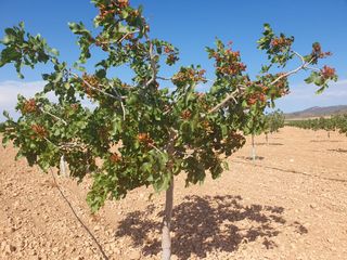 Finca rústica a La Reconquista