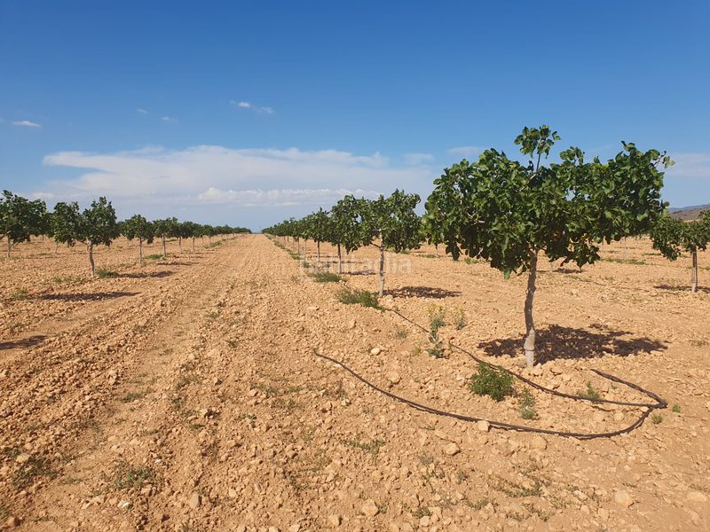 Foto c76bb065-a3b4-4288-91d1-ed12e1d38cc2. Finca rústica en La Reconquista Toledo
