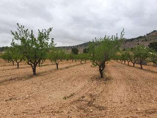 Propriété à Pinoso. Finca de 103 hectareas regadio ecologico