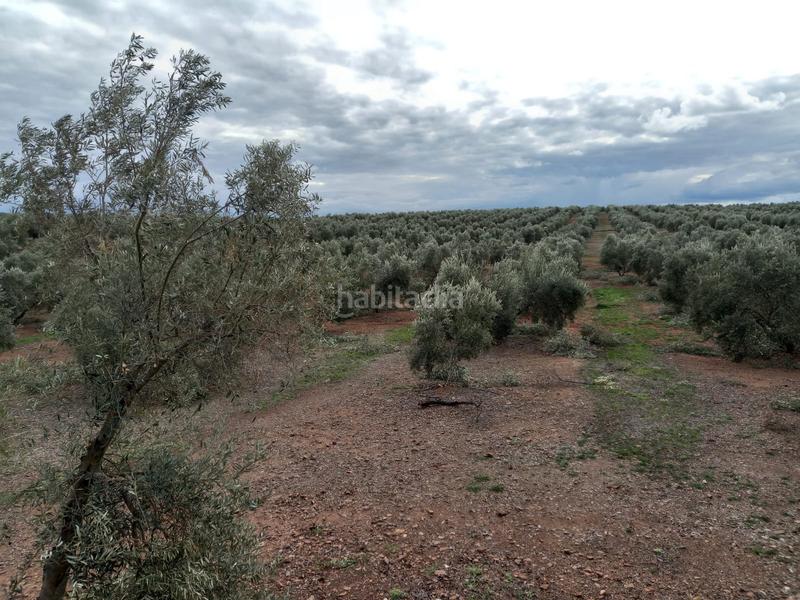 Foto 32382624-ea4f-4dd0-9a9e-8f5fe1ac08b2. Finca rústica a Montizón