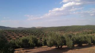 Finca rústica a N/a. Finca de olivar 214 hectareas en jaen