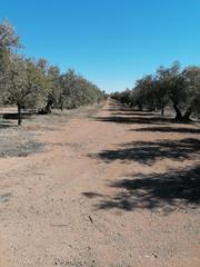 Finca rústica a Puente Jontoya - Puente de la Sierra - El Arroyo. Finca de 570 hectareas olivos en jaen