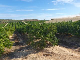 Propriété à Pilar de la Horadada Ciudad. Finca 200 hectareas mandaruna y limon