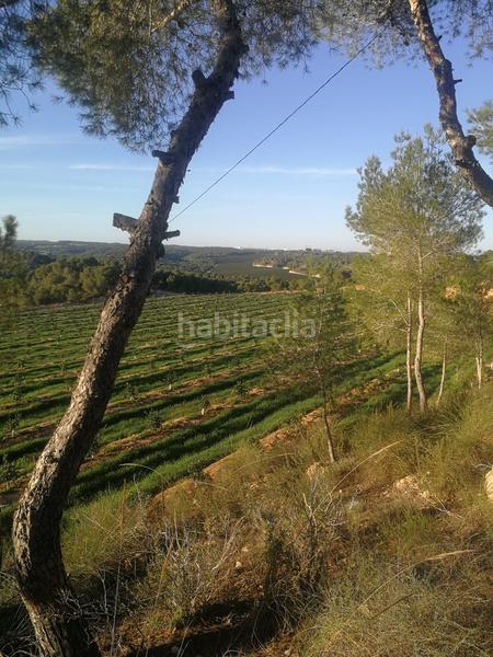 Foto 8c3f4136-970c-4595-8a2e-00ad3f999729. Finca rústica finca de 470 hectareas citricos en Orihuela ciudad Orihuela