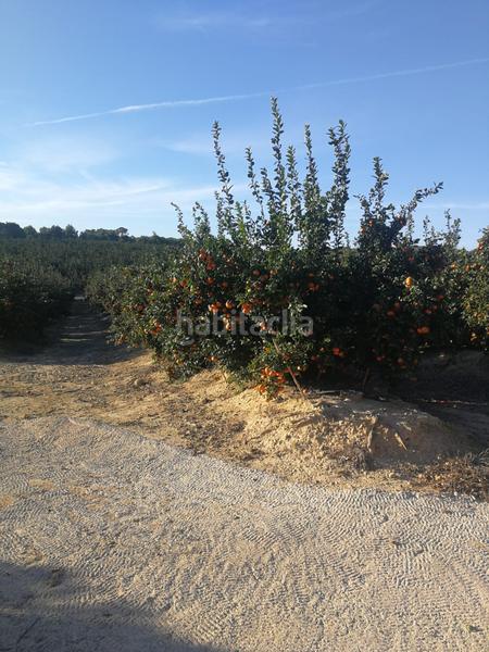 Foto 96a1a007-5cc2-4a78-8af9-f108499f4c02. Finca rústica finca de 470 hectareas citricos en Orihuela ciudad Orihuela
