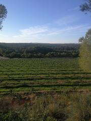 Finca rústica a Orihuela Ciudad. Finca de 470 hectareas citricos