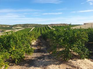 Finca rústica a Montepinar - La Aparecida - Raiguero. Finca 200 hectareas mandarina-naranja-limon