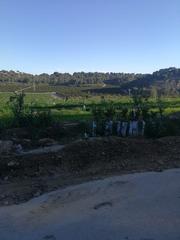 Finca rústica a Vistalegre. Finca 180 hectareas naranja- mandarina - limon