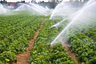 Location Propriété à Almansa. Finca de 125 hectareas regadio  alquiler en almansa